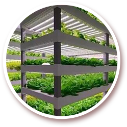 北京九鼎九盛種業(yè)有限責任公司